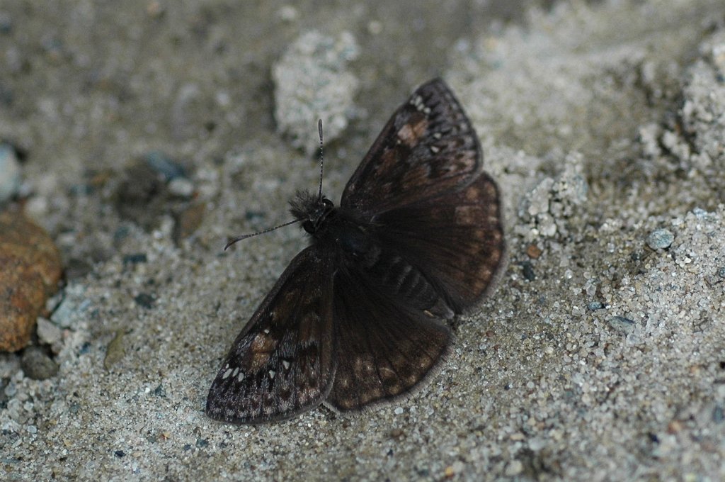 094 2011-05207081.JPG - Juvenal's Duskywing (Erynnis juvenalis). Butterfly.Broad Meadow Brook Wildlife Refuge, MA, 5-20-2011